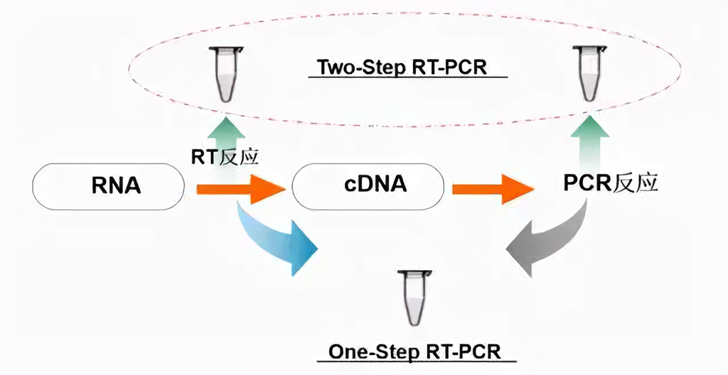 RT-PCR